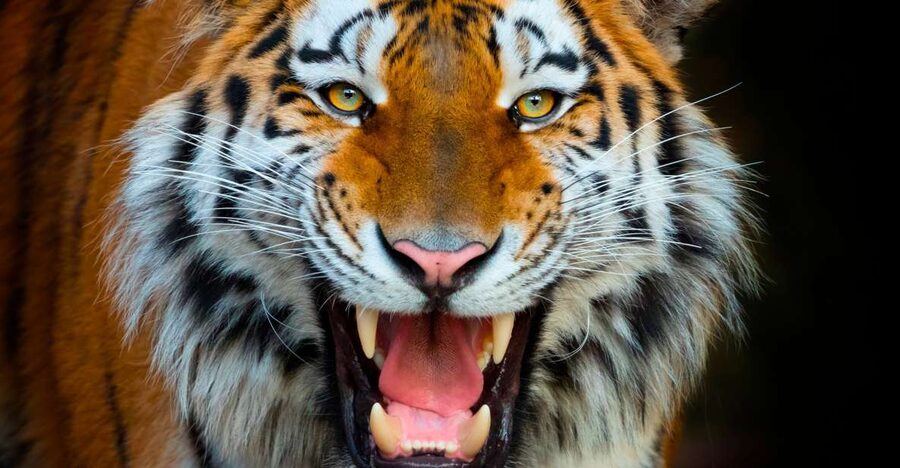 Benidorm: Terra Natura Theme Park 1-Day Tickets - Key things that make Terra Natura worth your time