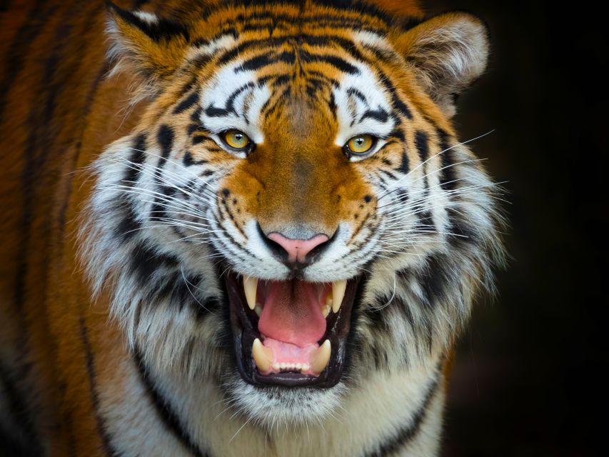 Benidorm: Terra Natura Theme Park 1-Day Tickets - Entering Terra Natura Benidorm: where the “wow” starts fast