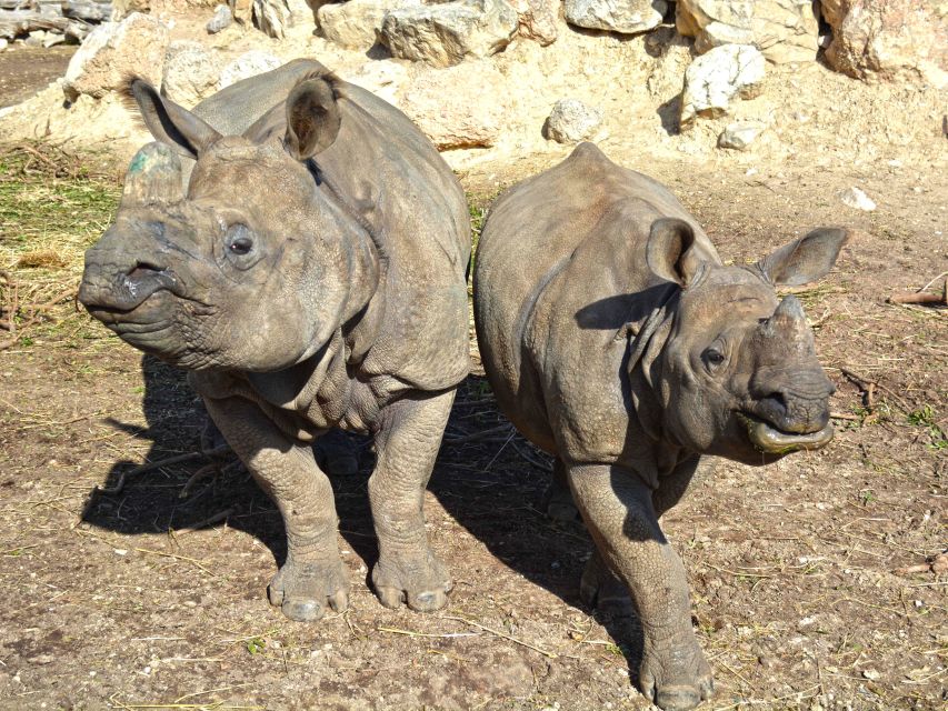 Benidorm: Terra Natura Theme Park 1-Day Tickets - Elephants and keeper energy: feeding plus a show of intelligence