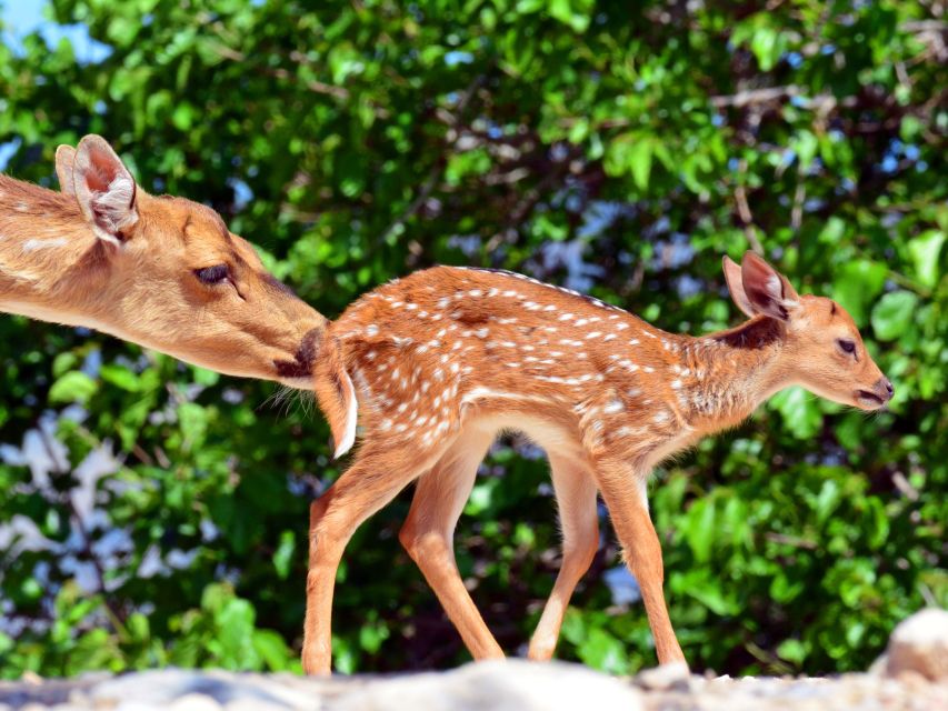 Benidorm: Terra Natura Theme Park 1-Day Tickets - Plant-rich habitat paths: the park is more than animals