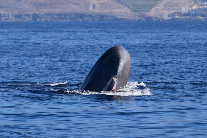 Bonadea II Ecological Whale Watching, 2 hours - Key highlights you will care about