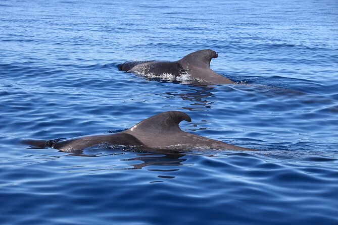 Bonadea II Ecological Whale Watching, 2 hours - Bonadea II and Tenerife’s Teno-Rasca marine reserve
