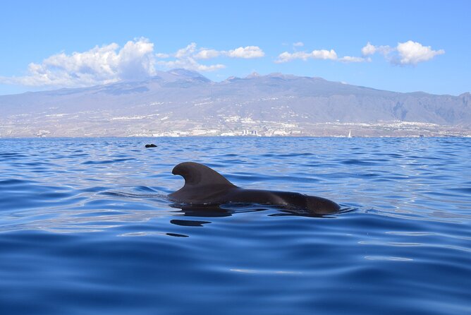 Bonadea II Ecological Whale Watching, 2 hours - Wildlife highlights: pilot whales, dolphins, and the occasional turtle
