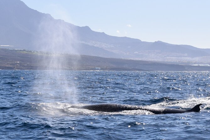 Bonadea II Ecological Whale Watching, 2 hours - Eco-friendly practices that show up on the ocean