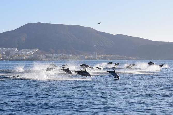 Bonadea II Ecological Whale Watching, 2 hours - Guide time in English: what you gain beyond spotting