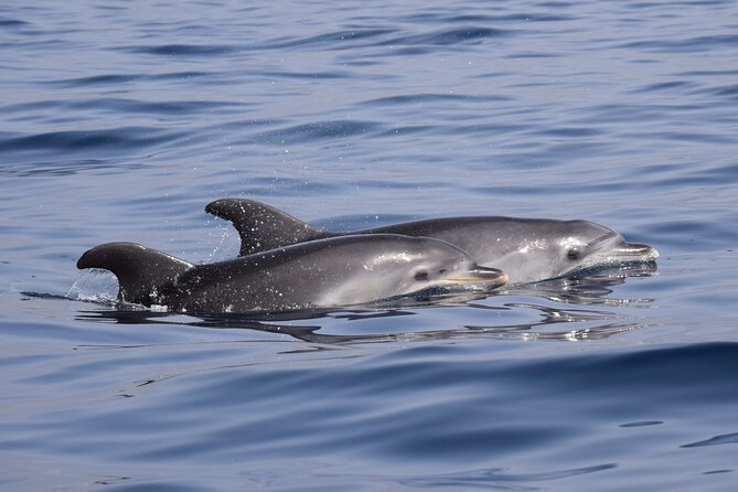 Bonadea II Ecological Whale Watching, 2 hours - Price in context: what $78.64 buys you