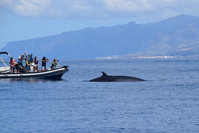 Bonadea II Ecological Whale Watching, 2 hours - Getting on the water: the 2-hour route and what to expect