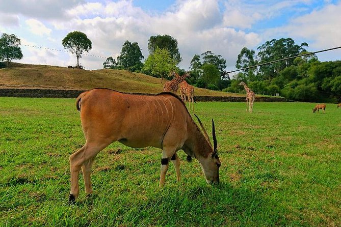 Cabarceno Natural Park Guided Visit from Santander - Key things to know before you go