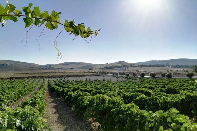 Cadiz and Jerez Day Trip from Seville - Lunch Timing and the Food Gap You Must Plan For