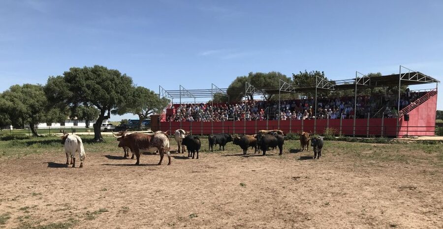Cadiz: Andalusian Horses and Bulls Country Show - Key highlights to look for