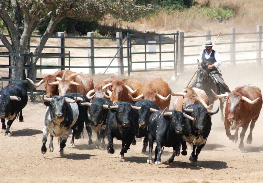 Cadiz: Andalusian Horses and Bulls Country Show - Alvaro Domecq Andalusian Horses and the Two-Style Dressage Show