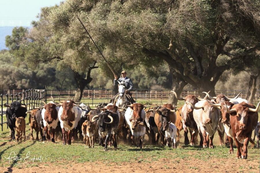 Cadiz: Andalusian Horses and Bulls Country Show - Price and Value: Is $41 Worth It for a Ranch Show?