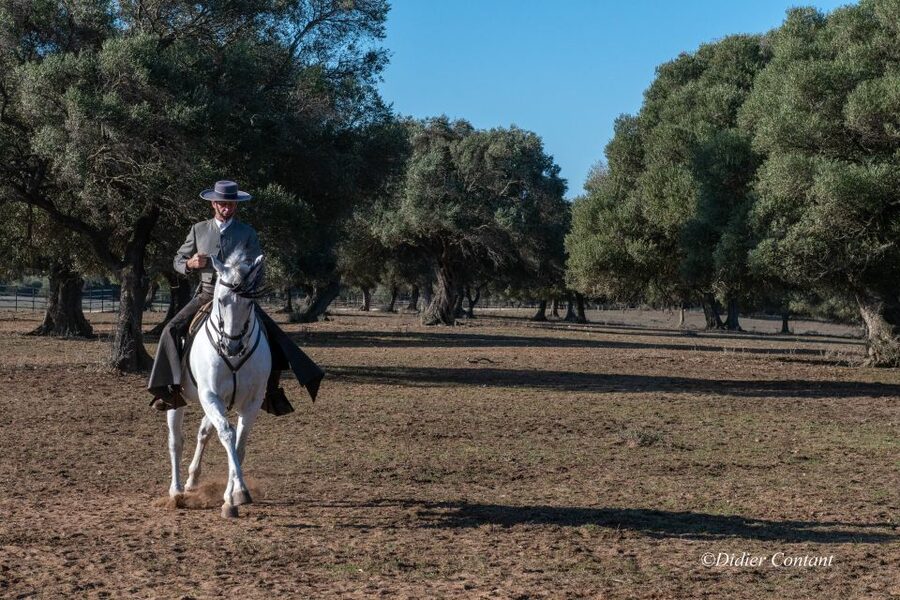 Cadiz: Andalusian Horses and Bulls Country Show - FAQ