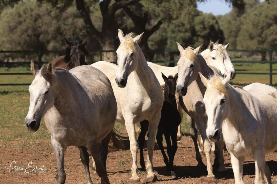 Cadiz: Andalusian Horses and Bulls Country Show - Torrestrella Bulls: What Bravery Looks Like in Real Time