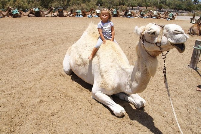 Camel Riding in Maspalomas Dunes - Family-friendly by design, but not the only audience