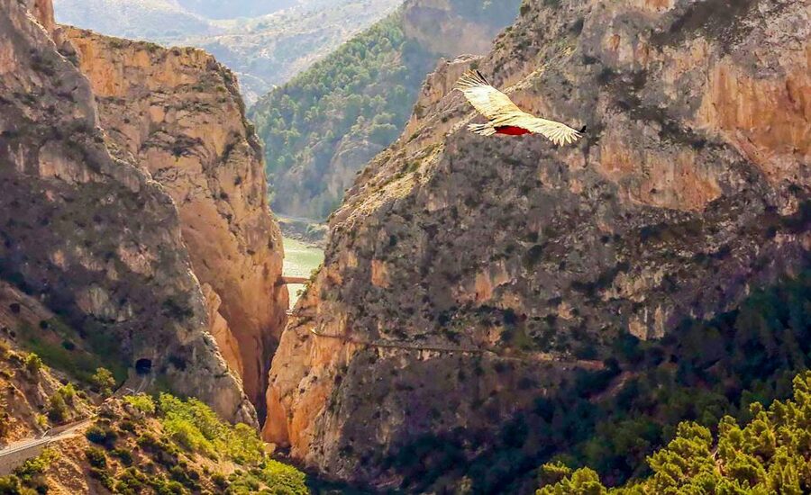 Caminito del Rey: Entry Ticket and Guided Tour - Walking the one-way gorge: safety, pacing, and the views that hit hardest at the narrow spots
