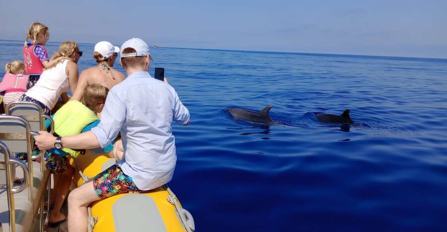 Can Picafort: Dolphin Watching Boat Tour with Swimming - Key highlights worth planning for
