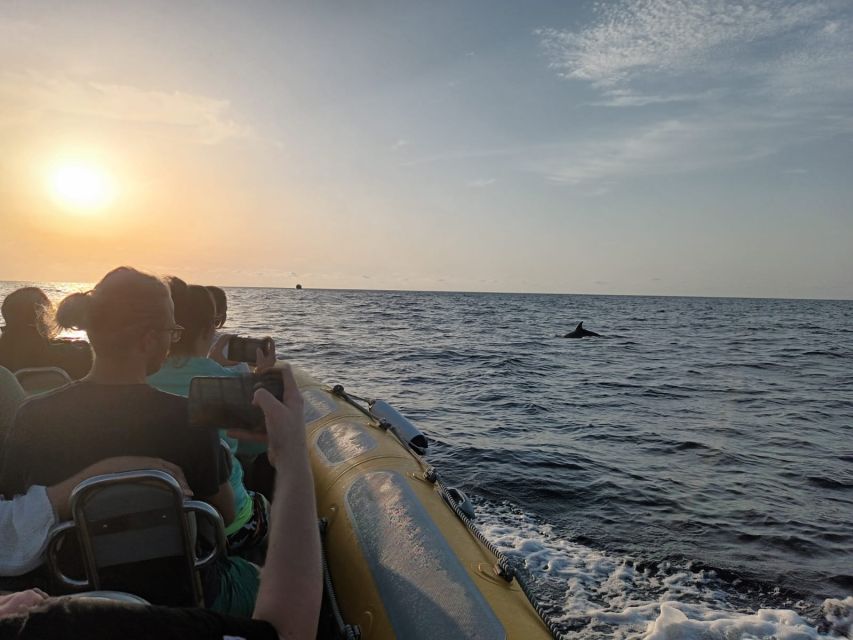 Can Picafort: Dolphin Watching Boat Tour with Swimming - Price and value: is $79 fair for 3 hours?
