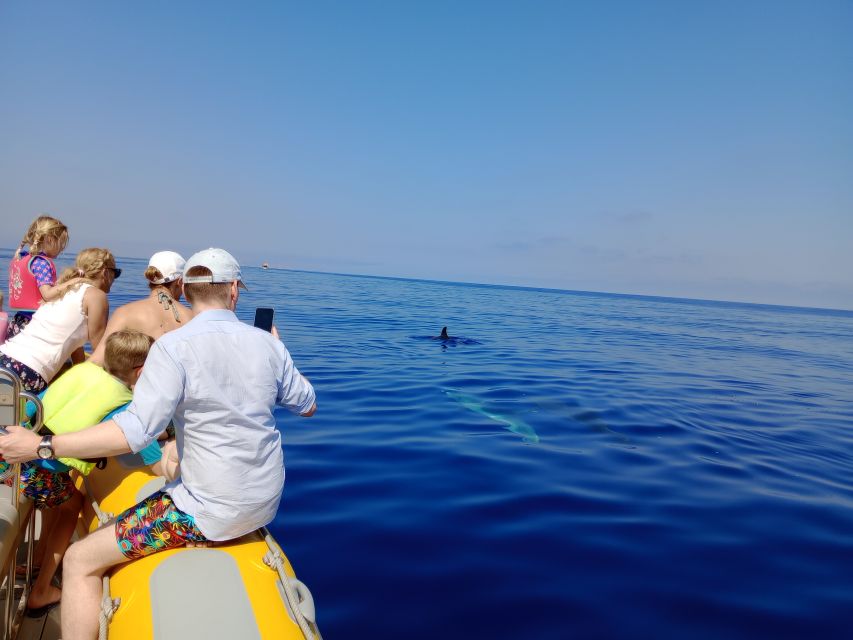 Can Picafort: Dolphin Watching Boat Tour with Swimming - Should you book this Can Picafort dolphin watching boat tour?