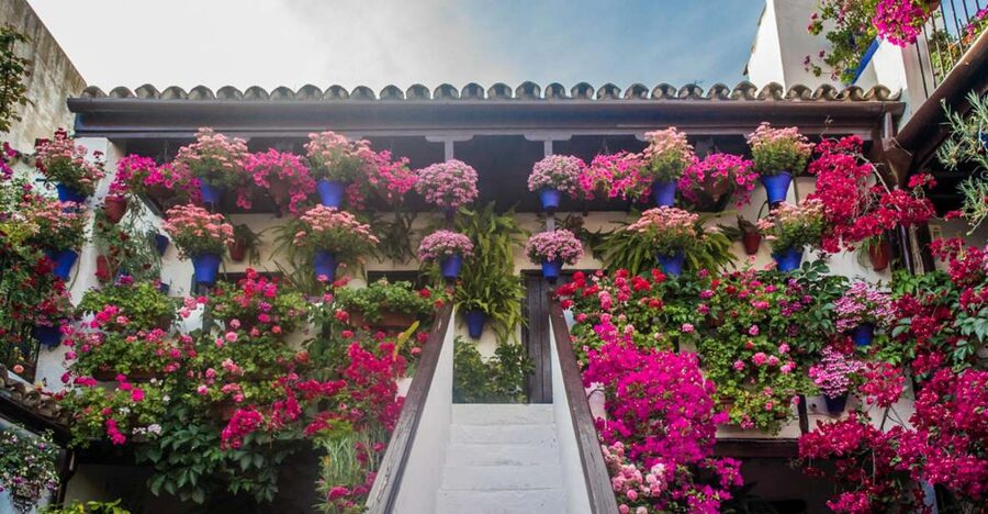 Córdoba: Guided Tour of the Patios - The 1.5-Hour Flow: What You Should Expect to Do