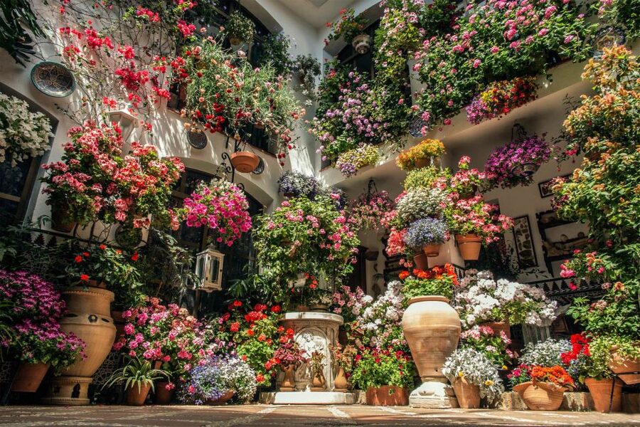 Córdoba: Guided Tour of the Patios - Roman Origins to May Blooms: The Story the Guide Puts Together
