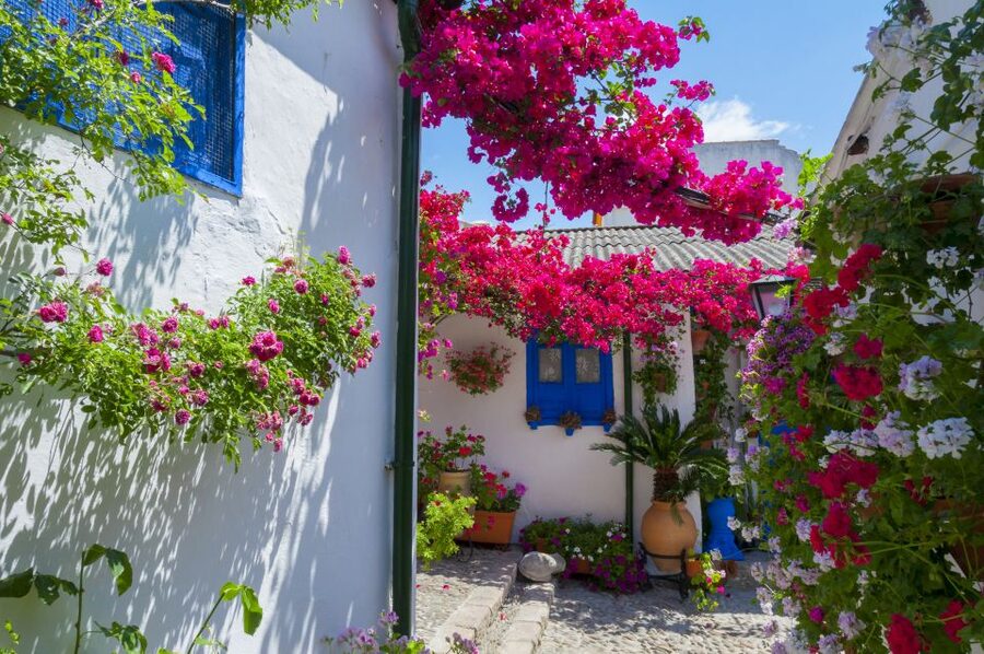 Cordoba's Authentic Patios: 2-Hour Tour with Tickets - Key Points You Should Know Before You Go