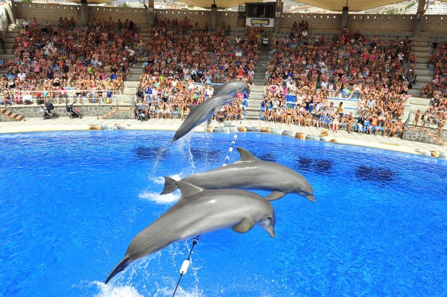 Costa Adeje: Aqualand Water Park Ticket with Dolphin Show - Key takeaways before you go