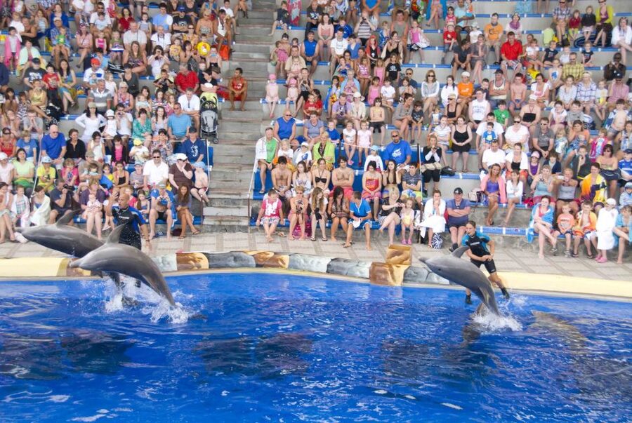 Costa Adeje: Aqualand Water Park Ticket with Dolphin Show - Timing and opening hours you should actually base your day on