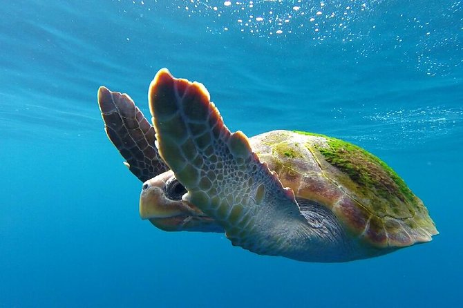 Costa Adeje | Cetacean sighting in Tenerife South - Papacho 2, the group size, and what it means for sightings
