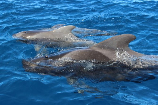 Costa Adeje | Cetacean sighting in Tenerife South - Biologist-led explanations with David and the skipper’s calm control
