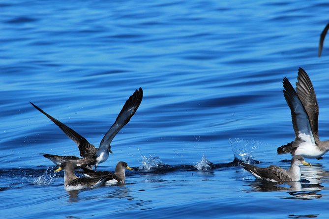 Costa Adeje | Cetacean sighting in Tenerife South - Price and value: does $71.35 feel fair?