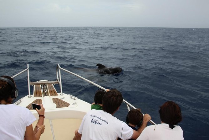 Costa Adeje | Cetacean sighting in Tenerife South - The eco approach that drives the whole itinerary