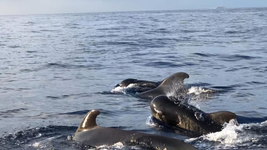 Costa Adeje: Whale and Dolphin Cruise with Food and Pickup - Costa Adeje from the water: your 3-hour rhythm on MaxiCat