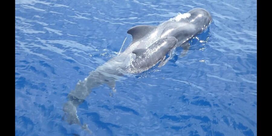Costa Adeje: Whale and Dolphin Cruise with Food and Pickup - Wildlife spotting that actually helps you understand what’s out there