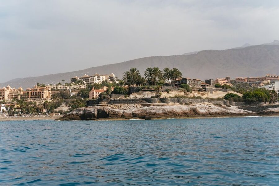 Costa Adeje: Whale & Dolphin Eco-Cruise with Snacks & Drinks - The wildlife part: what you can expect to see