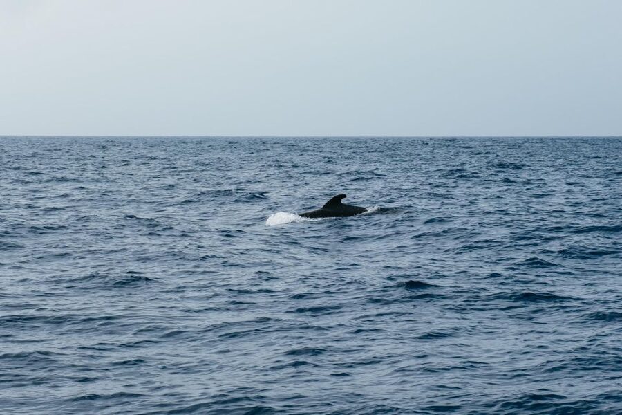 Costa Adeje: Whale & Dolphin Eco-Cruise with Snacks & Drinks - Food, drinks, and comfort: the value is how it supports the experience