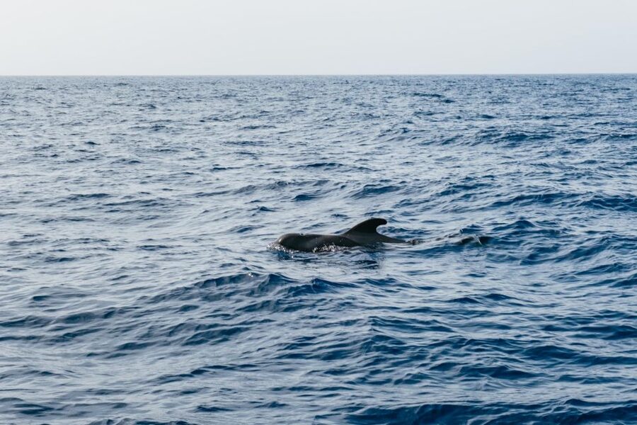 Costa Adeje: Whale & Dolphin Eco-Cruise with Snacks & Drinks - Crew and onboard vibe: the names you should remember