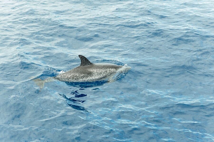 Costa Adeje: Whale & Dolphin Submarine Vision Mini Cruise - Should you book the Costa Adeje submarine-style whale cruise?