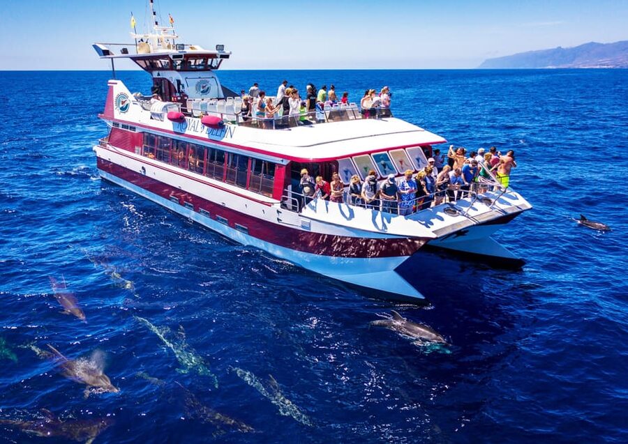 Costa Adeje: Whale & Dolphin Submarine Vision Mini Cruise - The main event: 16 underwater windows on the Royal Delfin