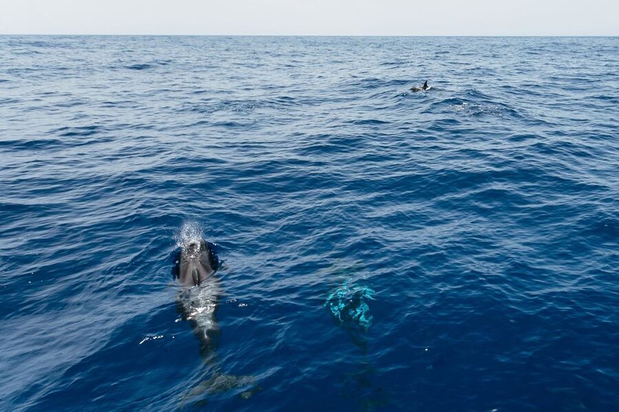 Costa Adeje: Whale Watching Catamaran Tour with Drinks - Key points before you go