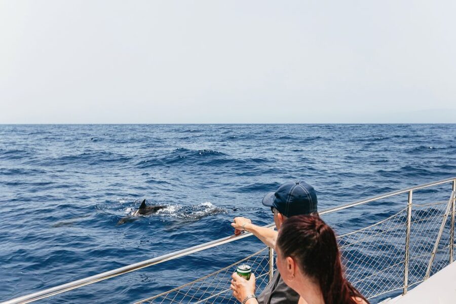 Costa Adeje: Whale Watching Catamaran Tour with Drinks - From Puerto Colón to Tenerife’s southwest coast: the fast start