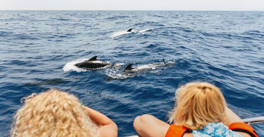 Costa Adeje: Whale Watching Catamaran Tour with Drinks - The catamaran route: dolphins, fish farms, and squid lore