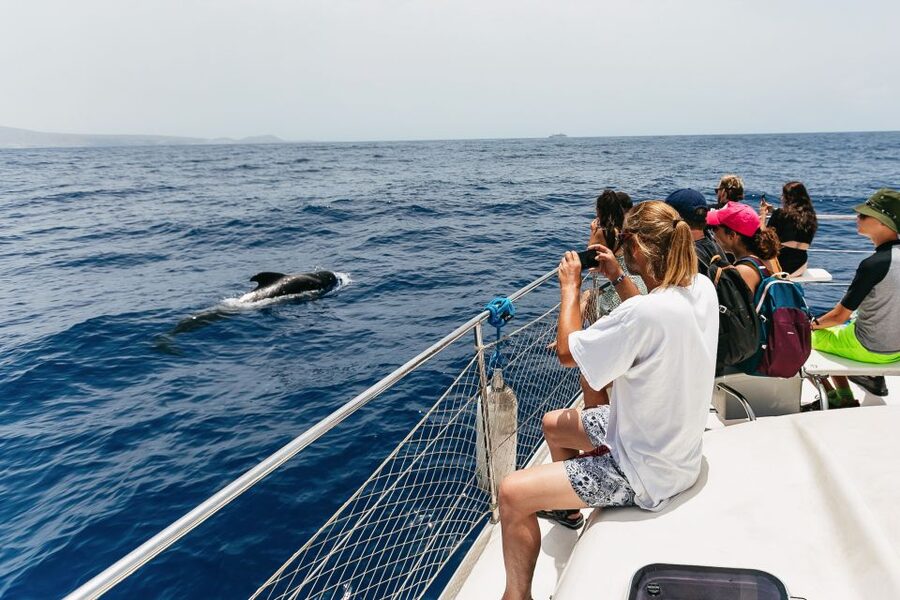 Costa Adeje: Whale Watching Catamaran Tour with Drinks - Weather, sea sickness, and what to pack for comfort