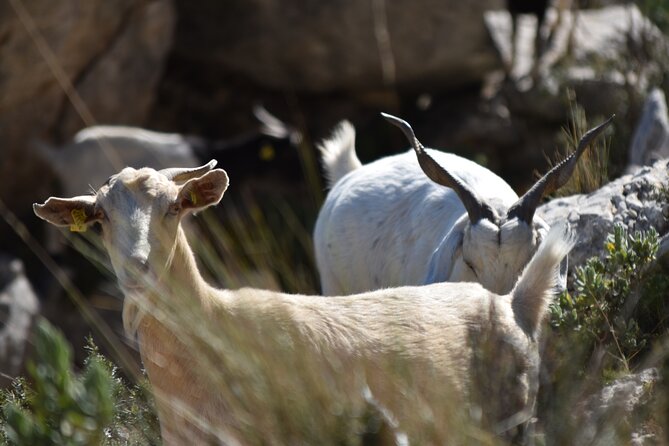 Costa Blanca Full-Day Off Road Tour - Lunch time: how to handle the midday gap without stress