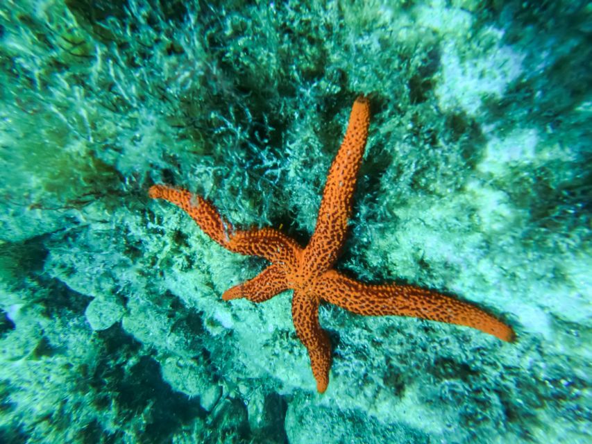 Costa Brava: Sea Caves Kayaking and Snorkeling Tour - Gear and training: built for first-timers, not just experts