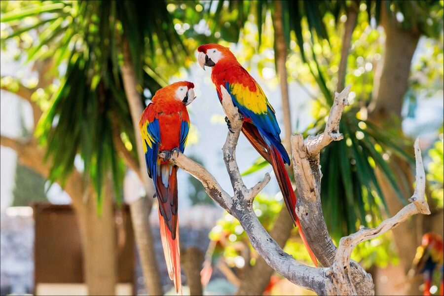Costa d'en Blanes: Entry Ticket for Marineland Mallorca - Aquariums with sharks and tropical fish: what to look for