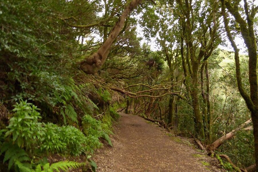 Cruz del Carmen: Hiking in Anaga with Local Food Products - Mirador Cruz del Carmen, where the day actually starts