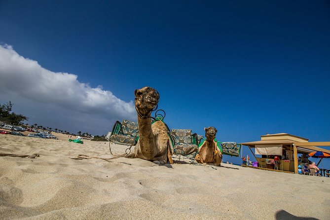 Day trip to Fuerteventura from Lanzarote - Price and Value: What You Pay For Beyond the Ferry