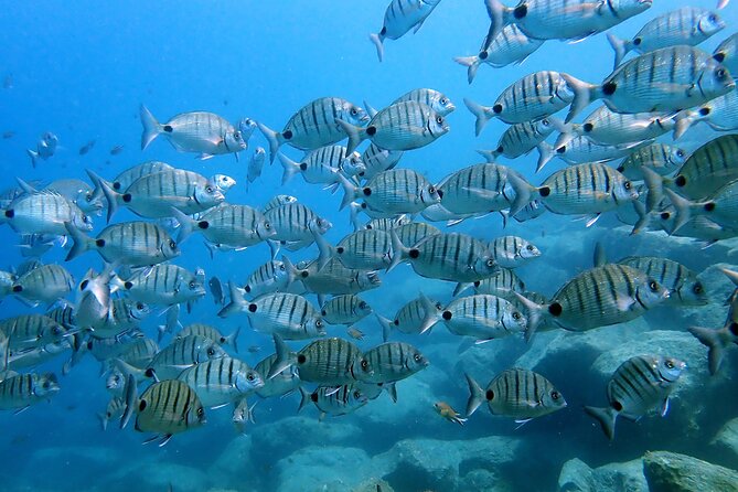 Discover Scuba Diving in Lanzarote (Costa Teguise) - First-Time Scuba in Costa Teguise, With Small-Group Attention
