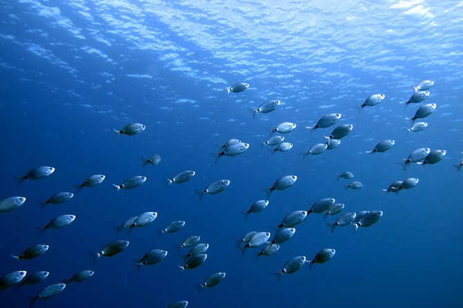 Discover Scuba Diving in Lanzarote (Costa Teguise) - Pickup, Timing, and What the 2.5 Hours Usually Feel Like